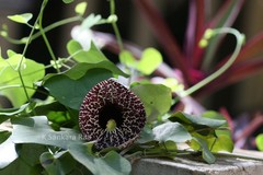 Aristolochia elegans